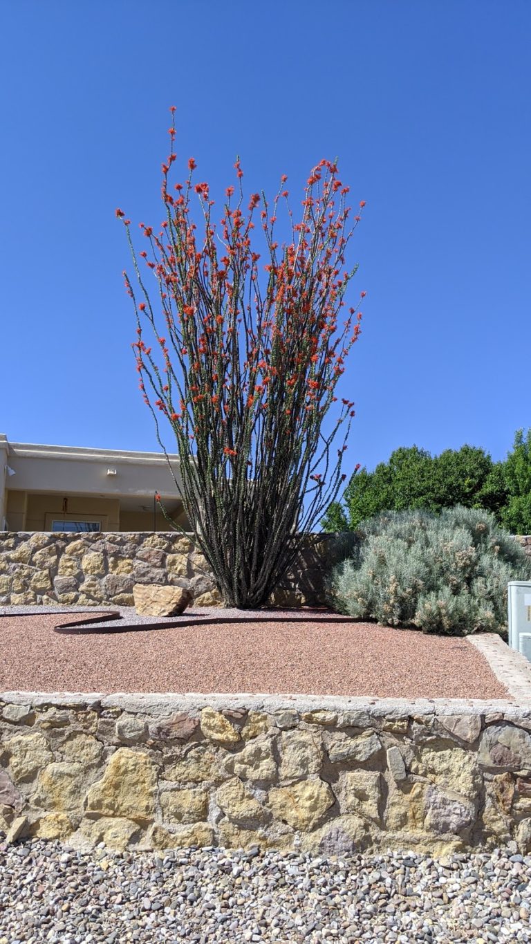 la buena vida park d2c4055 1 768x1365