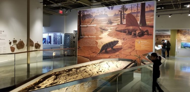 museum of nature science 59f1b10 1 768x373