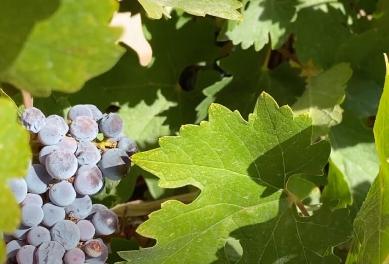 Rio Grande Winery and Vineyards - Las Cruces Rio Grande Winery and Vineyards - Las Cruces