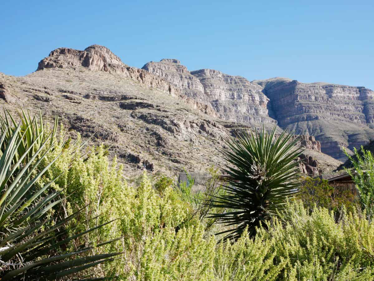 Cactus plants in front of a mountain at Oliver Lee Memorial State Park.