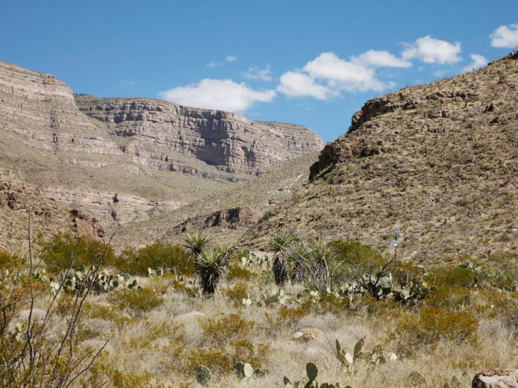 A cactus stands tall in the vast desert landscape of Oliver Lee Memorial State Park.